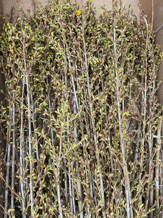 【招财进宝】进口寸寸金  约10枝/扎  70-110cm 商品图9