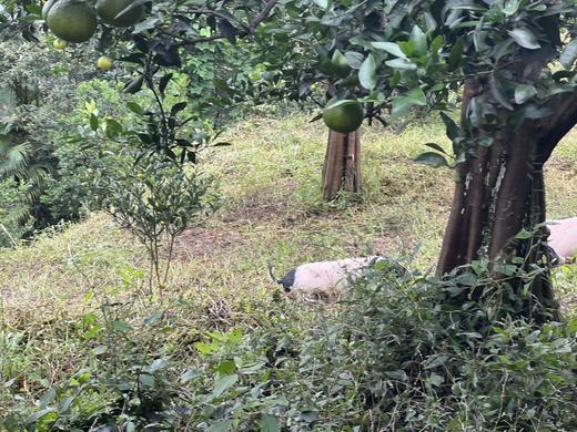 有机春见耙耙柑｜现摘先发｜顺丰空运｜10号首摘 商品图11