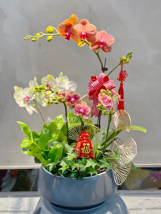 新年蝴蝶兰盆景丨多款入，详询客服哦 商品图8