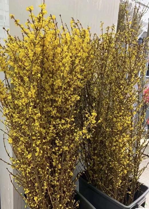 【招财进宝】进口寸寸金  约10枝/扎  70-110cm 商品图7