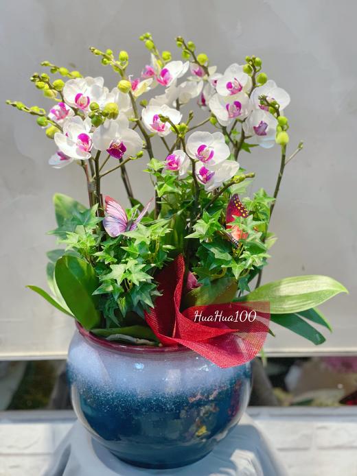 新年蝴蝶兰盆景丨多款入，详询客服哦 商品图12