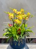 新年蝴蝶兰盆景丨多款入，详询客服哦 商品缩略图5