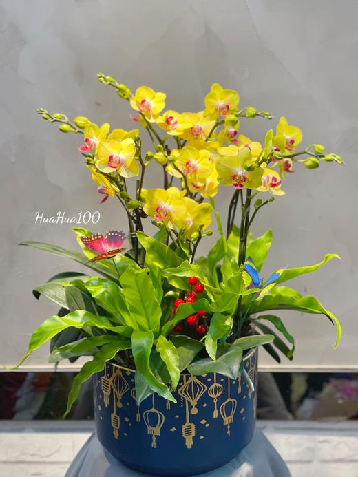 新年蝴蝶兰盆景丨多款入，详询客服哦 商品图5