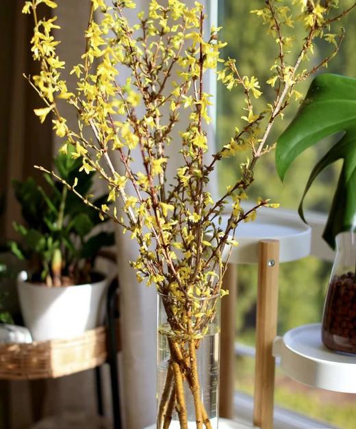 【招财进宝】进口寸寸金  约10枝/扎  70-110cm 商品图2