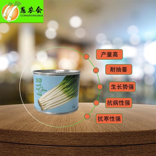 【种子】日本进口【光辉】一代杂交钢葱 耐抽薹 返青快 高产潜力大 商品图1