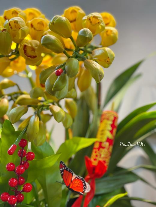 新年蝴蝶兰盆景丨多款入，详询客服哦 商品图1