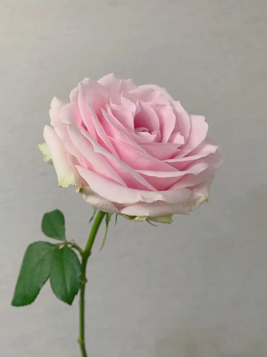 活动粉红雪山 商品图0