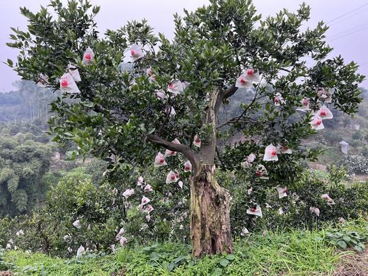 有机春见耙耙柑｜现摘先发｜顺丰空运｜10号首摘 商品图7