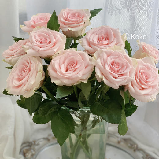 【AB级粉爱神玫瑰】10支/份 长约60-65cm 商品图3