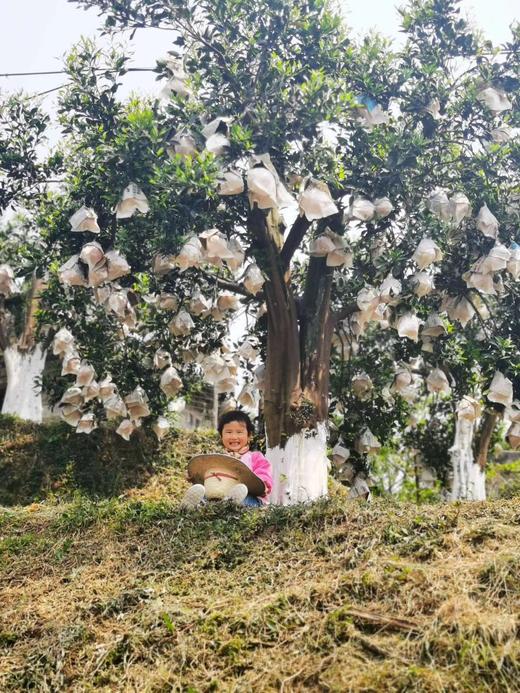 有机春见耙耙柑｜现摘先发｜顺丰空运｜10号首摘 商品图13