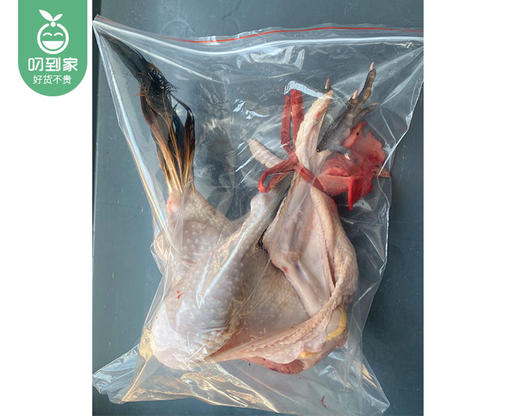南安散养拜拜大公鸡（1.05kg±100g/只） 商品图4