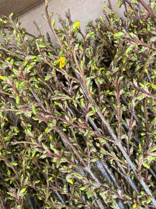 【招财进宝】进口寸寸金  约10枝/扎  70-110cm 商品图11