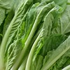 每日伊藤杭白菜 约300g/袋 商品缩略图3