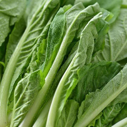 每日伊藤杭白菜 约300g/袋 商品图3