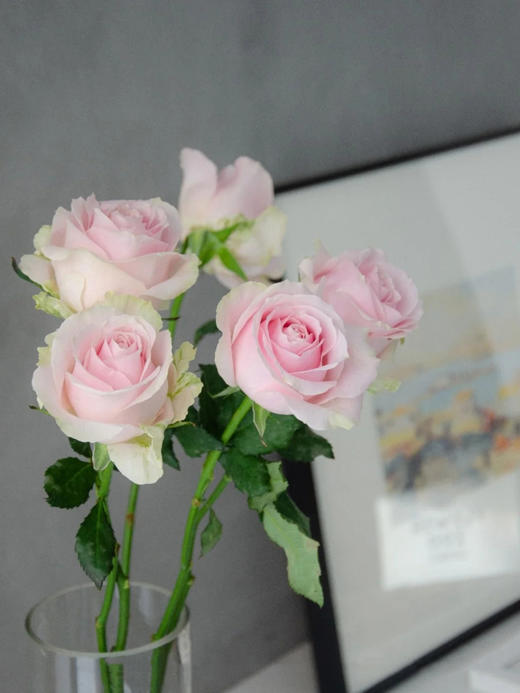 活动粉红雪山 商品图1