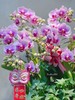 新年蝴蝶兰盆景丨多款入，详询客服哦 商品缩略图0