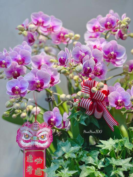 新年蝴蝶兰盆景丨多款入，详询客服哦 商品图0
