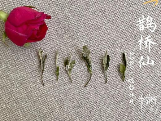 村姑陈囤货推荐：2020一级白牡丹《鹊桥仙》（4斤收藏装） 商品图3