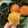 【秭归纽荷尔脐橙】 现摘现发、鲜甜多汁、橙味十足、一口难忘【寒冷地区冻坏不售后】 商品缩略图8