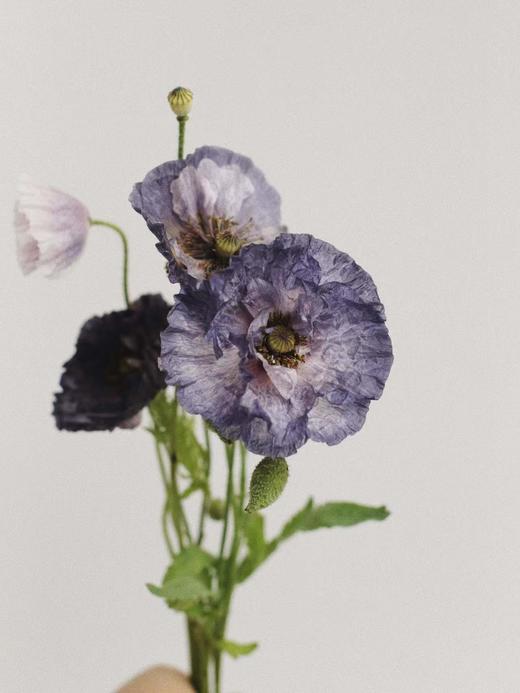 虞美人【骓不逝兮可奈何，虞兮虞兮奈若何！】比利时国花 油画质感花材虞美人PLUS  混色1束  48小时内发货 商品图9