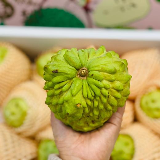 台湾释迦大果（个） 商品图1