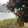 【秭归纽荷尔脐橙】 现摘现发、鲜甜多汁、橙味十足、一口难忘【寒冷地区冻坏不售后】 商品缩略图7