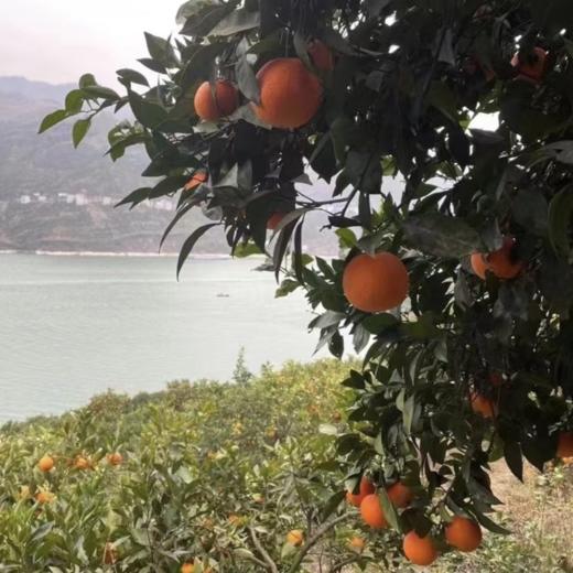 【秭归纽荷尔脐橙】 现摘现发、鲜甜多汁、橙味十足、一口难忘【寒冷地区冻坏不售后】 商品图7