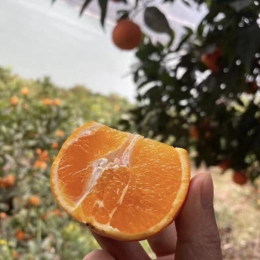 【秭归纽荷尔脐橙】 现摘现发、鲜甜多汁、橙味十足、一口难忘【寒冷地区冻坏不售后】 商品图6