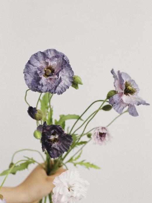 虞美人【骓不逝兮可奈何，虞兮虞兮奈若何！】比利时国花 油画质感花材虞美人PLUS  混色1束  48小时内发货 商品图13