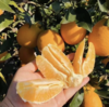 【秭归纽荷尔脐橙】 现摘现发、鲜甜多汁、橙味十足、一口难忘【寒冷地区冻坏不售后】 商品缩略图3