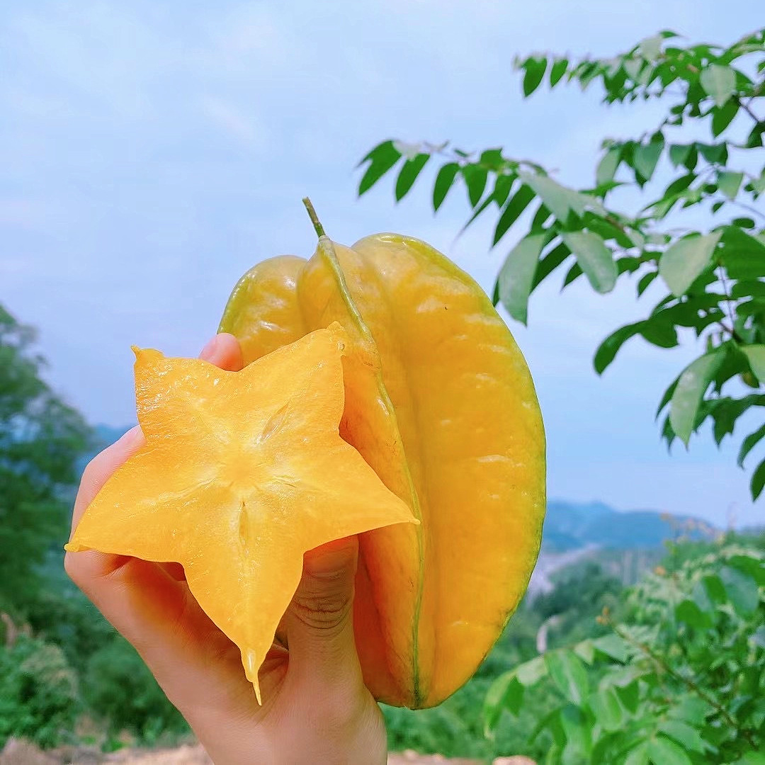 【树上熟下河甜杨桃】 皮薄如膜、纤维少，果脆汁多、甜酸可口、芳香清甜