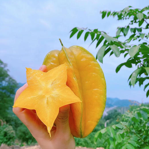 【树上熟下河甜杨桃】 皮薄如膜、纤维少，果脆汁多、甜酸可口、芳香清甜 商品图0