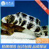 雪花鳗Echidna nebulosa 商品缩略图0