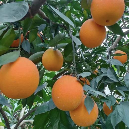 【秭归纽荷尔脐橙】 现摘现发、鲜甜多汁、橙味十足、一口难忘【寒冷地区冻坏不售后】 商品图5