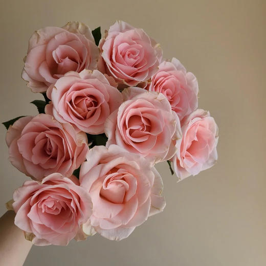 【AB级粉爱神玫瑰】10支/份 长约60-65cm 商品图0