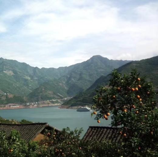 【秭归纽荷尔脐橙】 现摘现发、鲜甜多汁、橙味十足、一口难忘【寒冷地区冻坏不售后】 商品图4