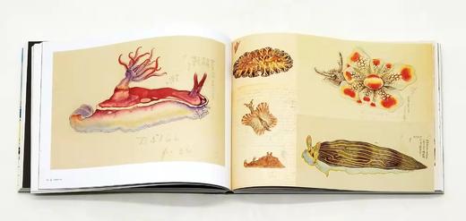 《航海家的笔记本》，12开精装，[英]休.刘易斯.琼斯著，中国画报出版社2019年版，定价160，售价68元，非偏远地区包邮。 商品图13