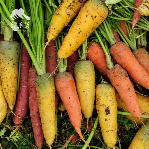 生态彩色胡萝卜（包邮） |  organic carrot | Self-production 商品图1
