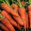 生态胡萝卜 | 绿家自产* ecological carrot | Self-production 商品缩略图2