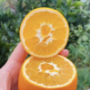 【秭归纽荷尔脐橙】 现摘现发、鲜甜多汁、橙味十足、一口难忘【寒冷地区冻坏不售后】 商品缩略图2