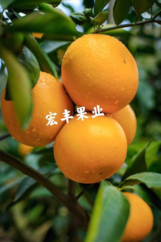 【宏丰精选】富硒稀柚 赣南稀柚 黄金稀柚，纯甜黄金稀柚  活动价79一件 商品图3