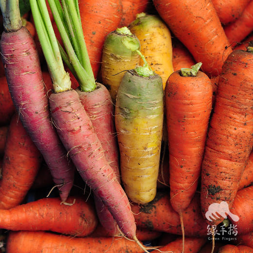 生态彩色胡萝卜（包邮） |  organic carrot | Self-production 商品图4