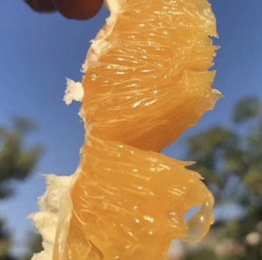 【秭归纽荷尔脐橙】 现摘现发、鲜甜多汁、橙味十足、一口难忘【寒冷地区冻坏不售后】 商品图1