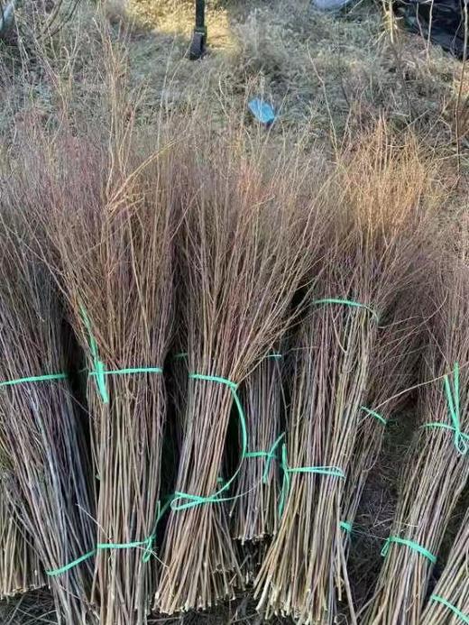 雪柳花 干支 商品图1