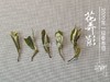 村姑陈囤货推荐：温柔花香里的牡丹之影，2020一级春寿眉《花弄影》（4斤收藏装） 商品缩略图4