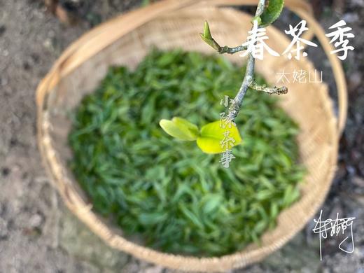 村姑陈囤货推荐：满口芳香扑鼻的2021一级春寿眉《花弄影》（4斤收藏装） 商品图3