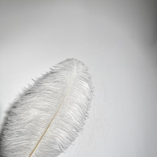 永生花材 ｜ 火鸟毛白色 商品图2