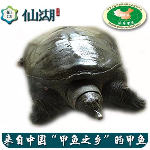 仙湖有机甲鱼（处理完，切块发货） 商品图8