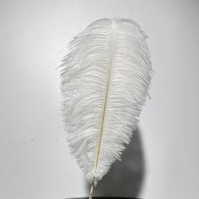 永生花材 ｜ 火鸟毛白色