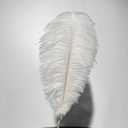 永生花材 ｜ 火鸟毛白色 商品图0